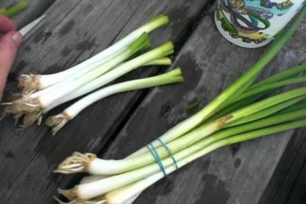 Kraken onion link