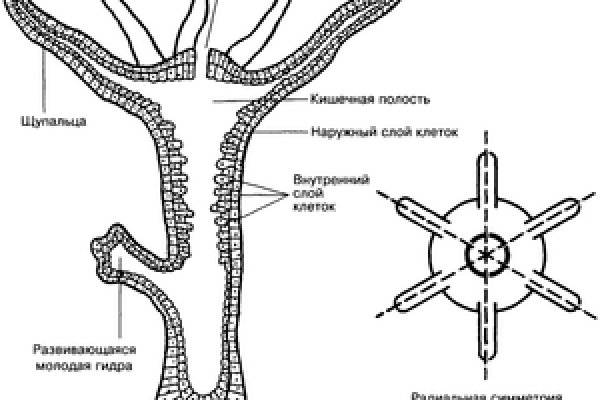 Кракен действующая ссылка